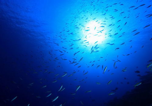 深海探索的最新发现是什么